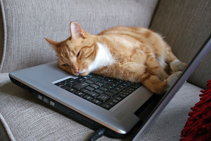 cat on keyboard tired of hearing corporate office jargon
